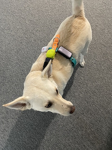 Bei dieser Untersuchung kamen keine Hunde zu Schaden. Bei dieser Untersuchung kamen keine Hunde zu Schaden.